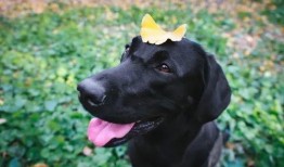 宠物黑料爆料视频大全最新,最新爆料视频大盘点